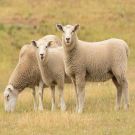 Australia - Lamb